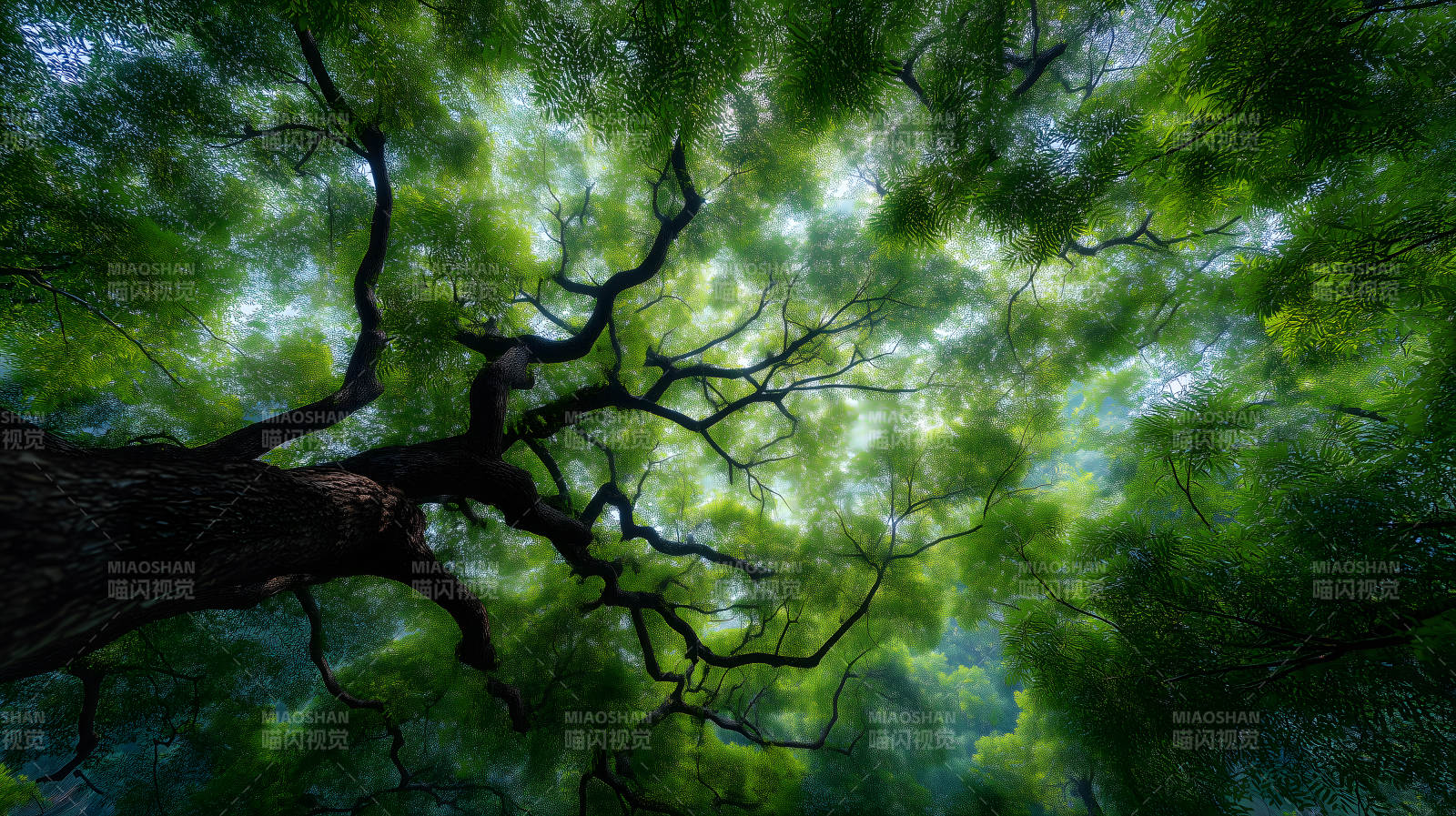 森林樹冠仰視視角-圖片