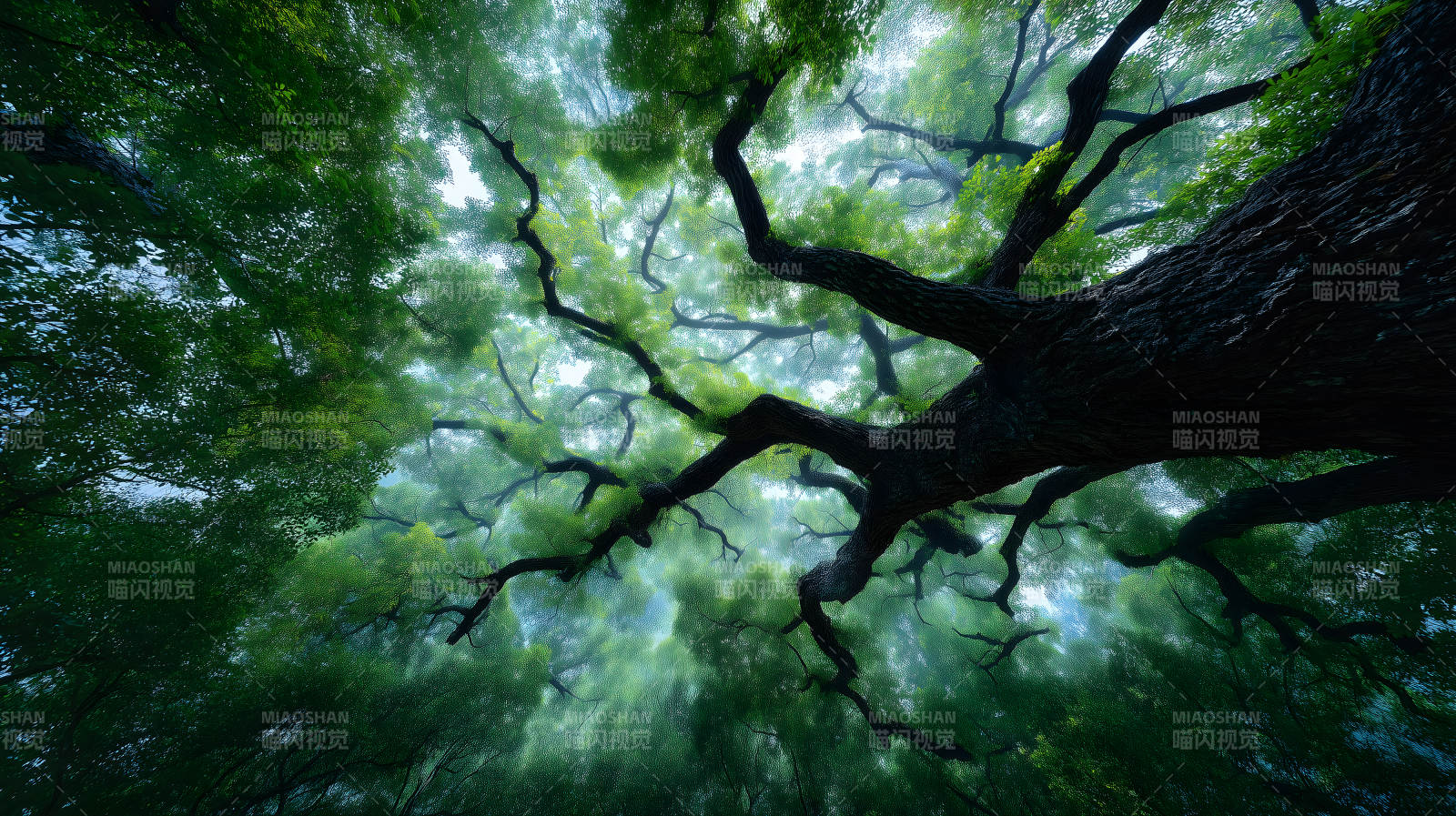 樹木森林向上視野-圖片