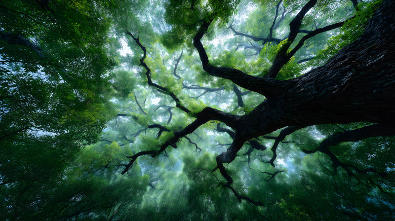 樹木森林向上視野-圖片