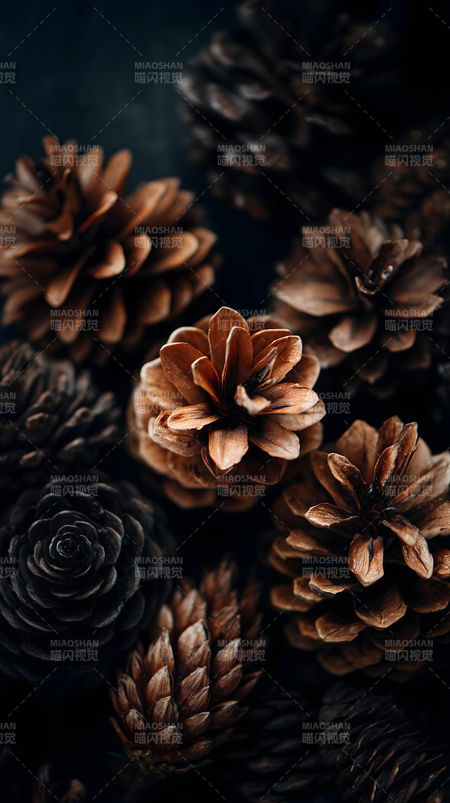 松果特写质感十足-图片