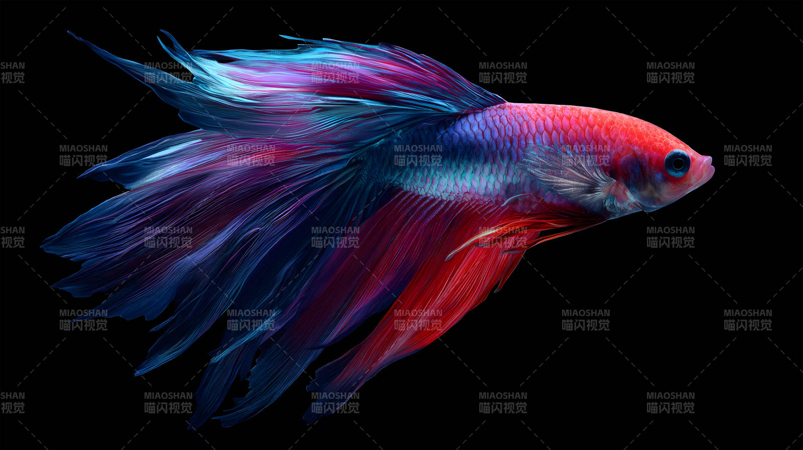 华丽的斗鱼在黑色背景中-图片