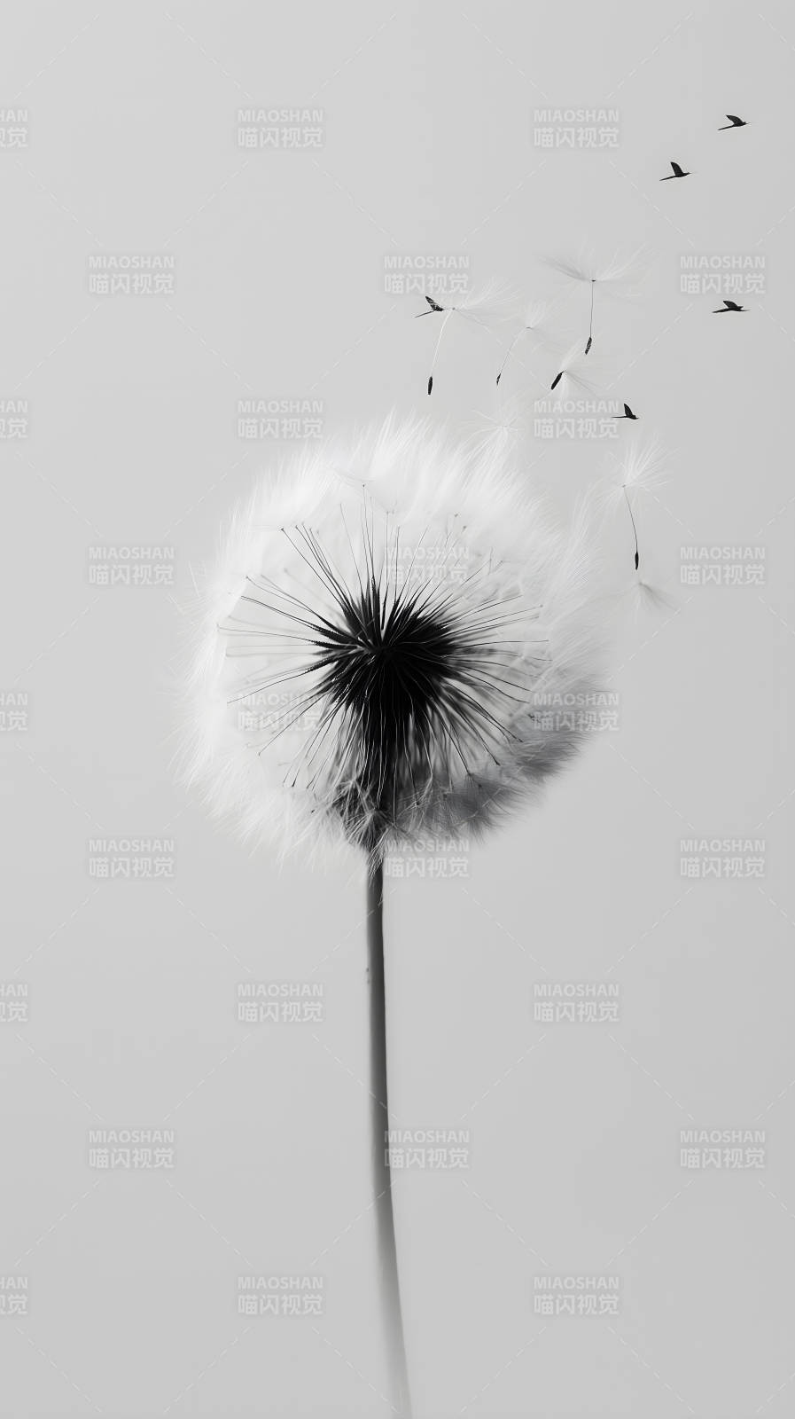 蒲公英飞舞随风飘散-图片