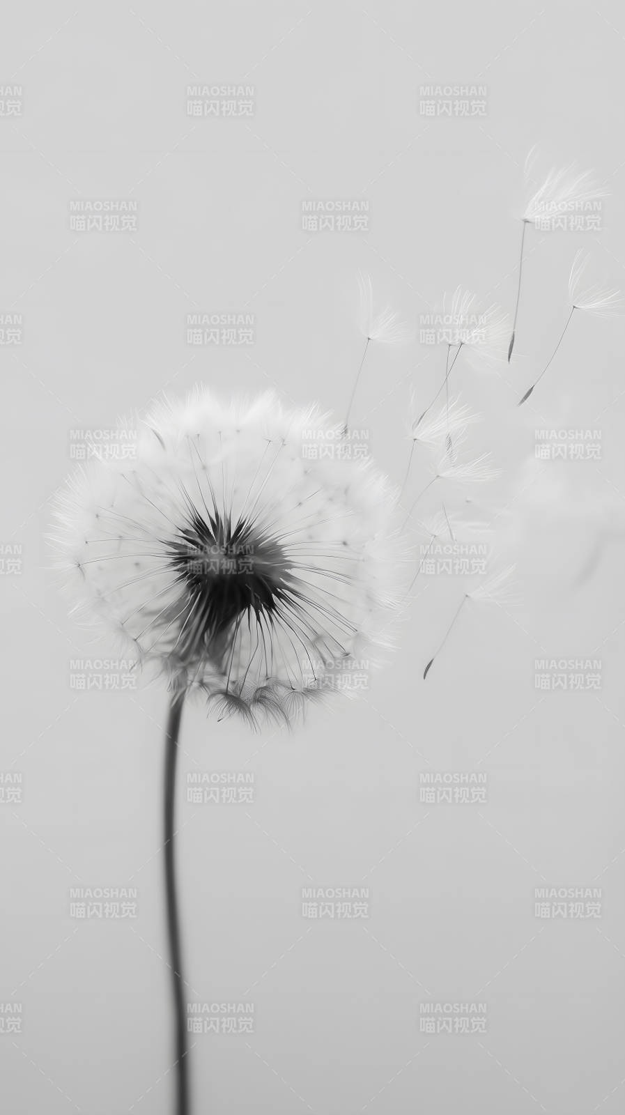 蒲公英飞舞的瞬间-图片