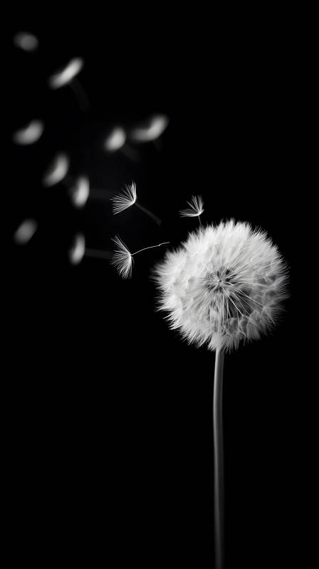 蒲公英飘散意境唯美-图片