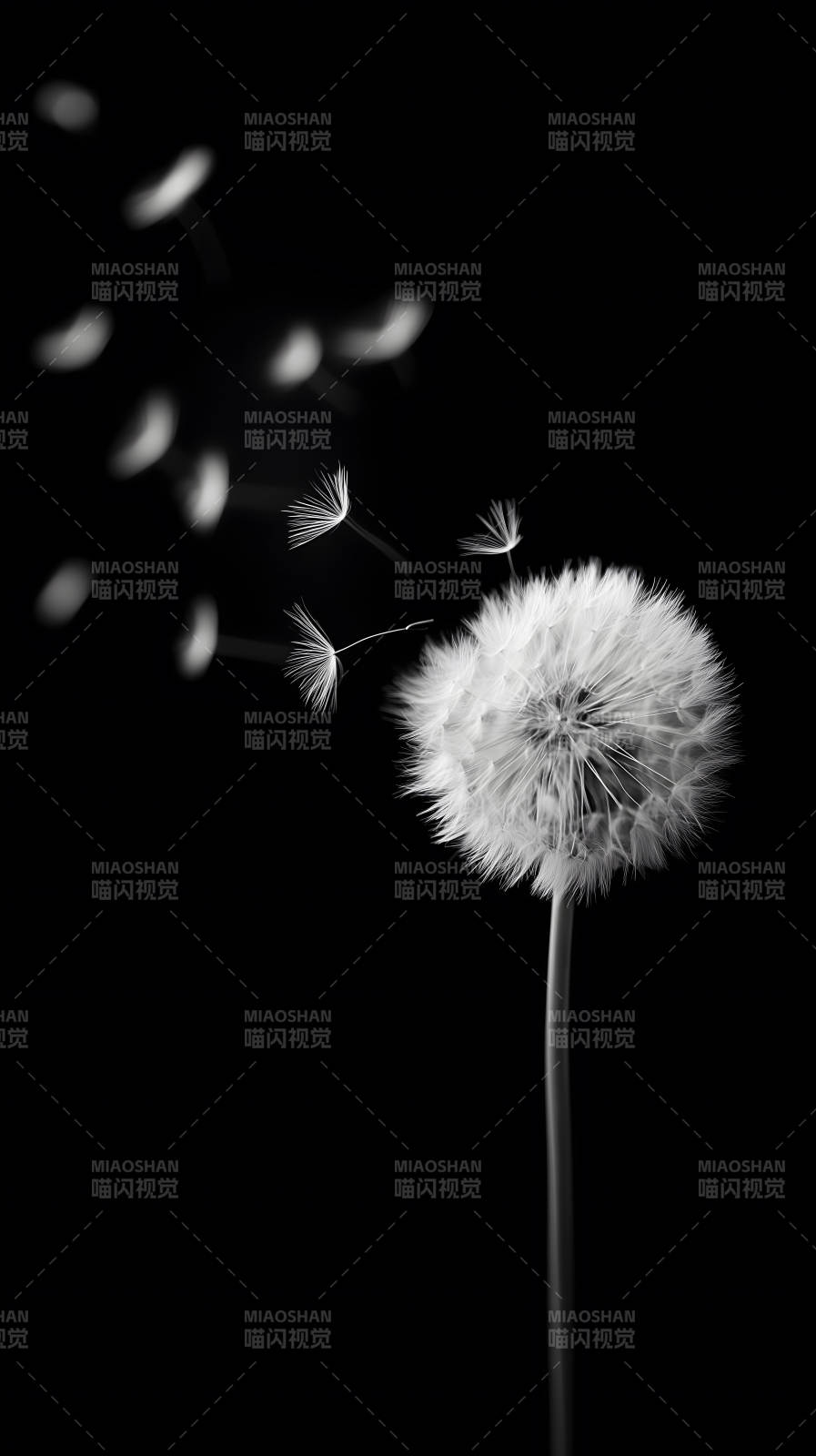 蒲公英飘散意境唯美-图片