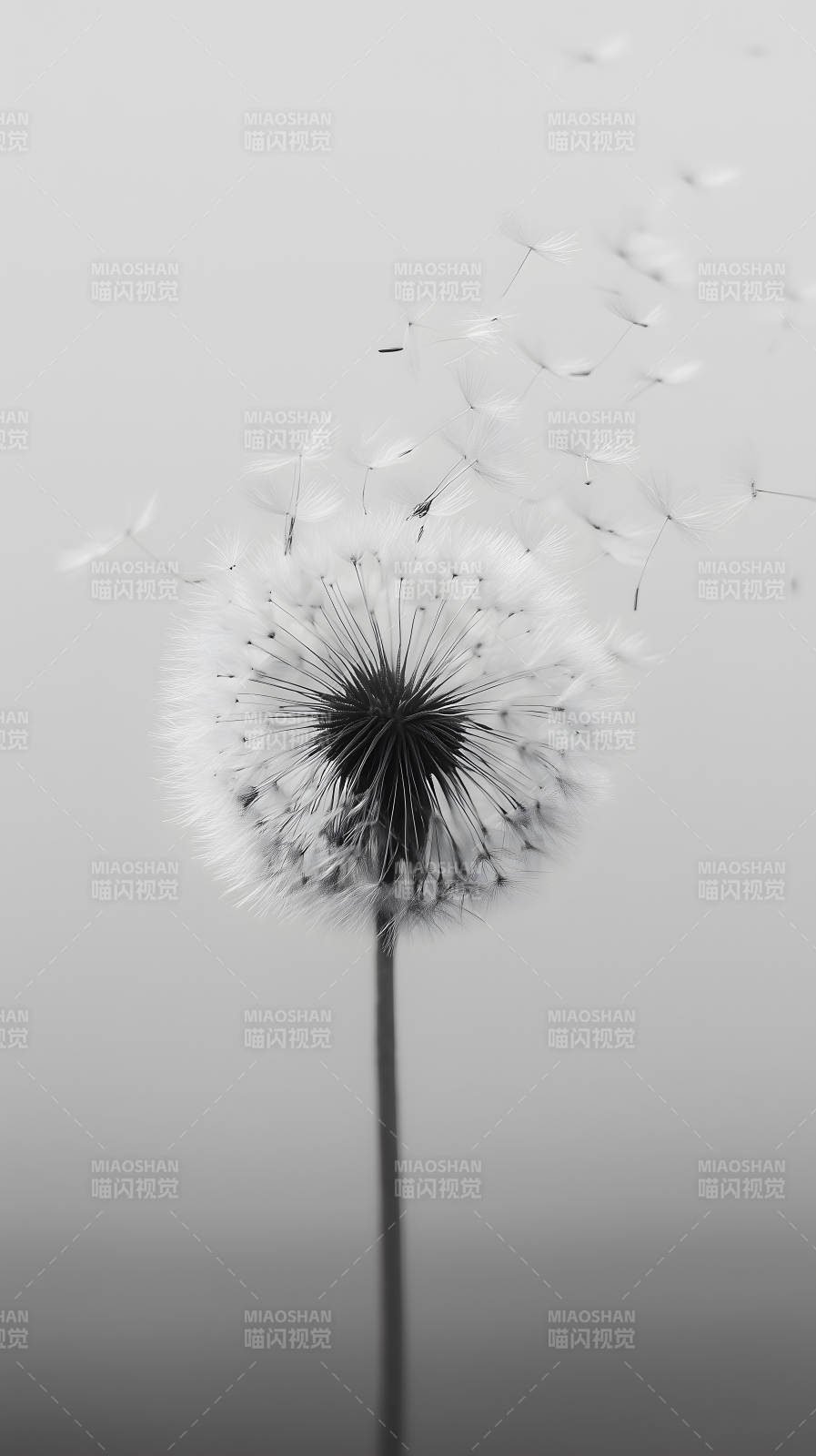 蒲公英飞舞瞬间-图片