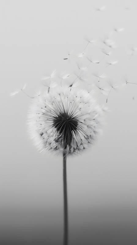 蒲公英飞舞瞬间-图片