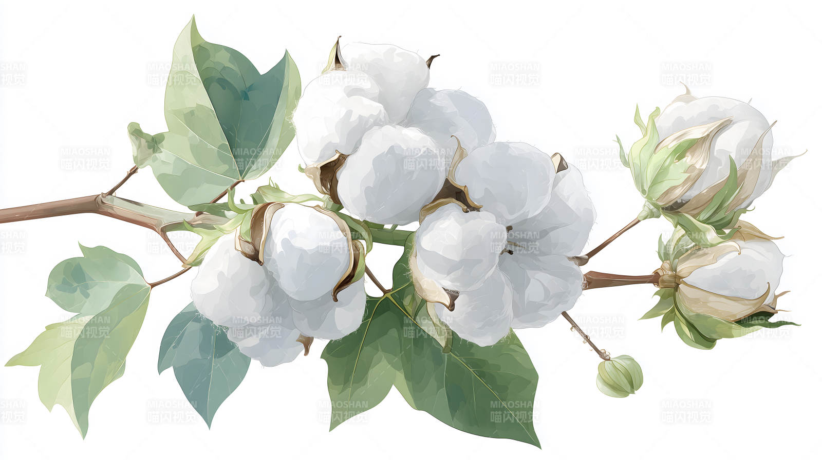 水彩棉花枝干图-图片