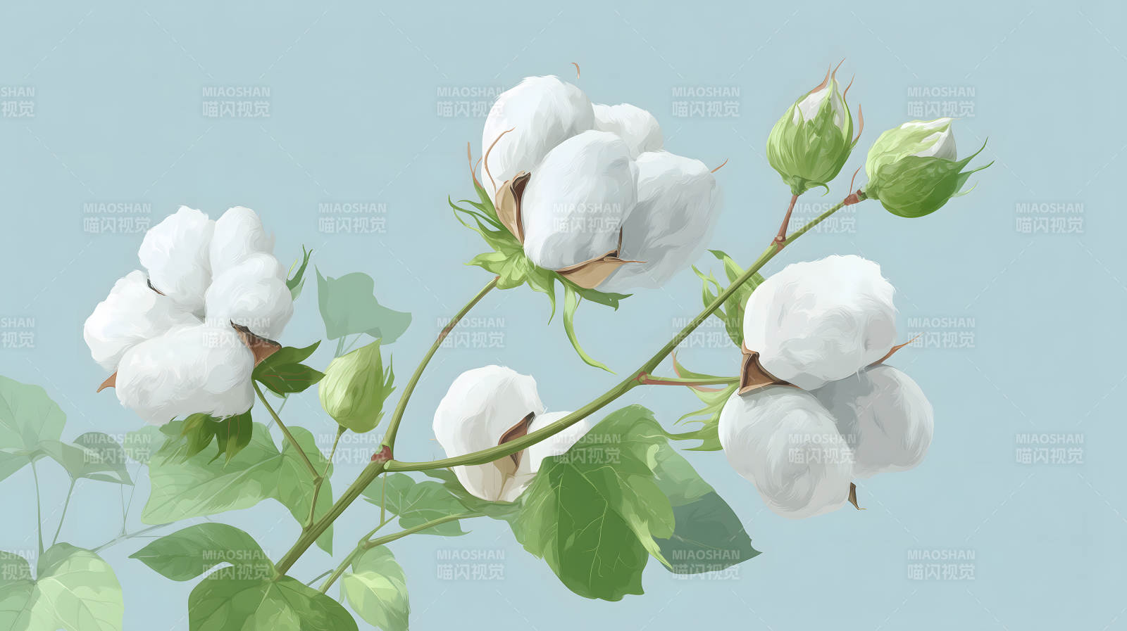 棉花枝干美丽素雅-图片