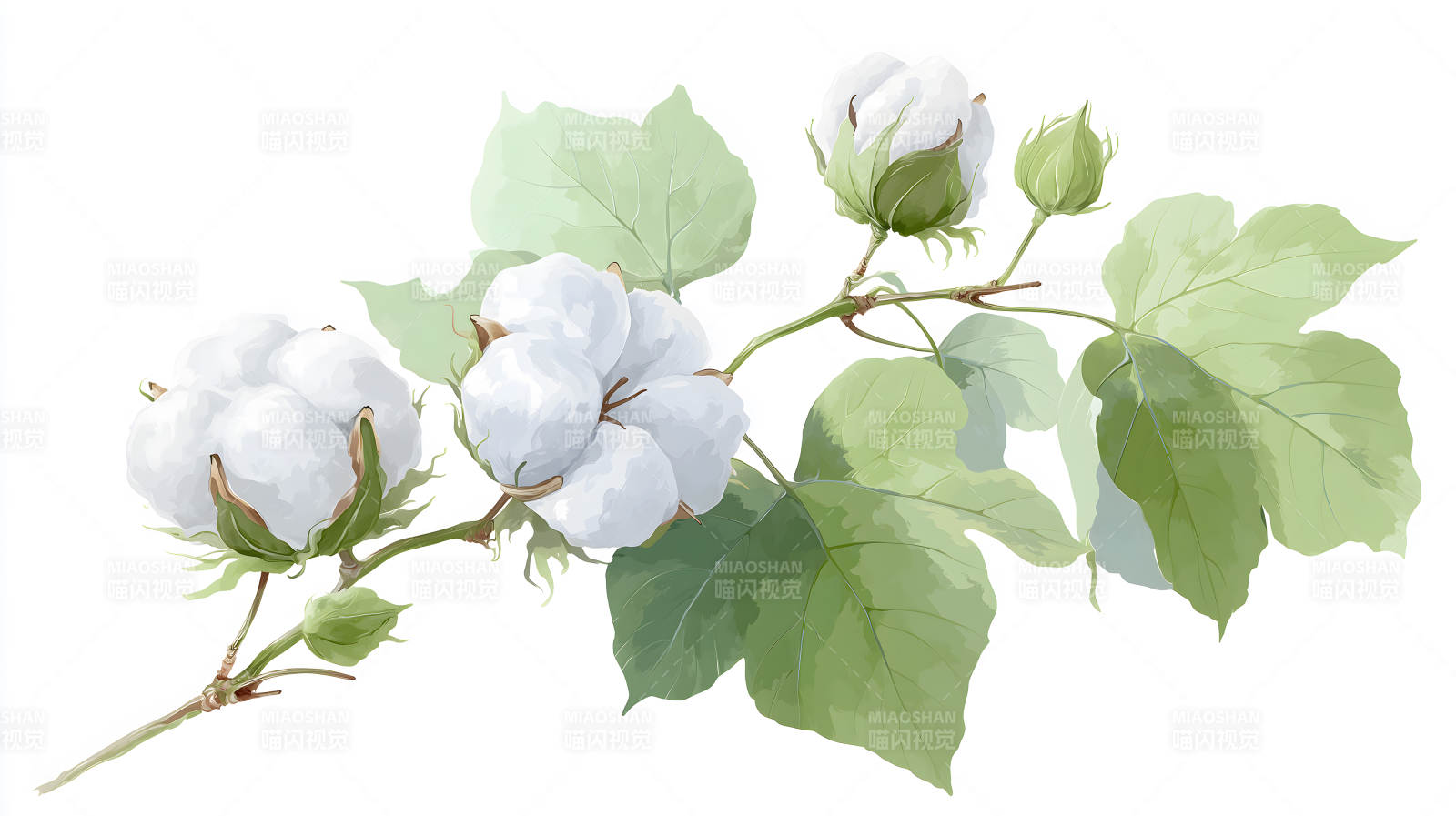 棉花枝干水彩画-图片