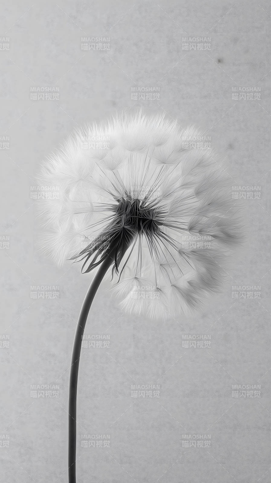 蒲公英特写黑白艺术照-图片