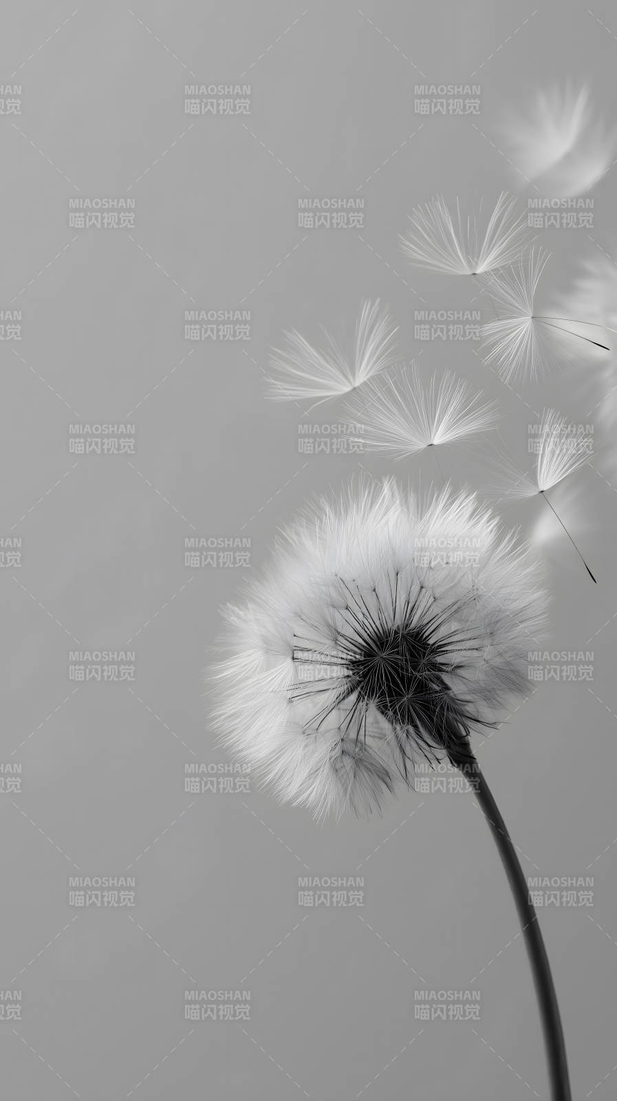 蒲公英飞舞的瞬间黑白摄影-图片