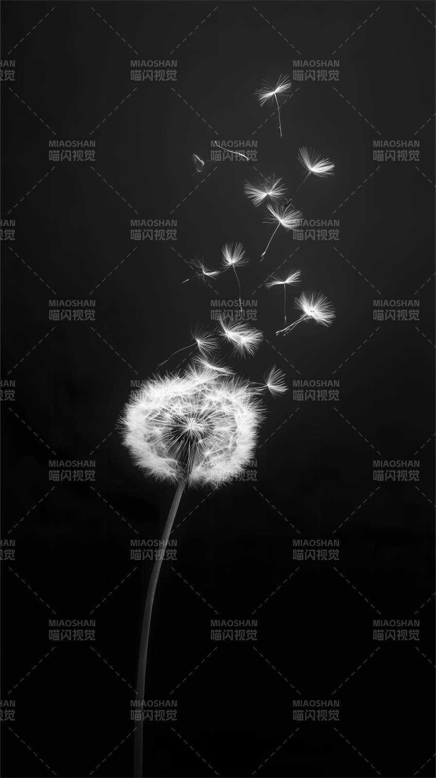 蒲公英飞舞瞬间-图片