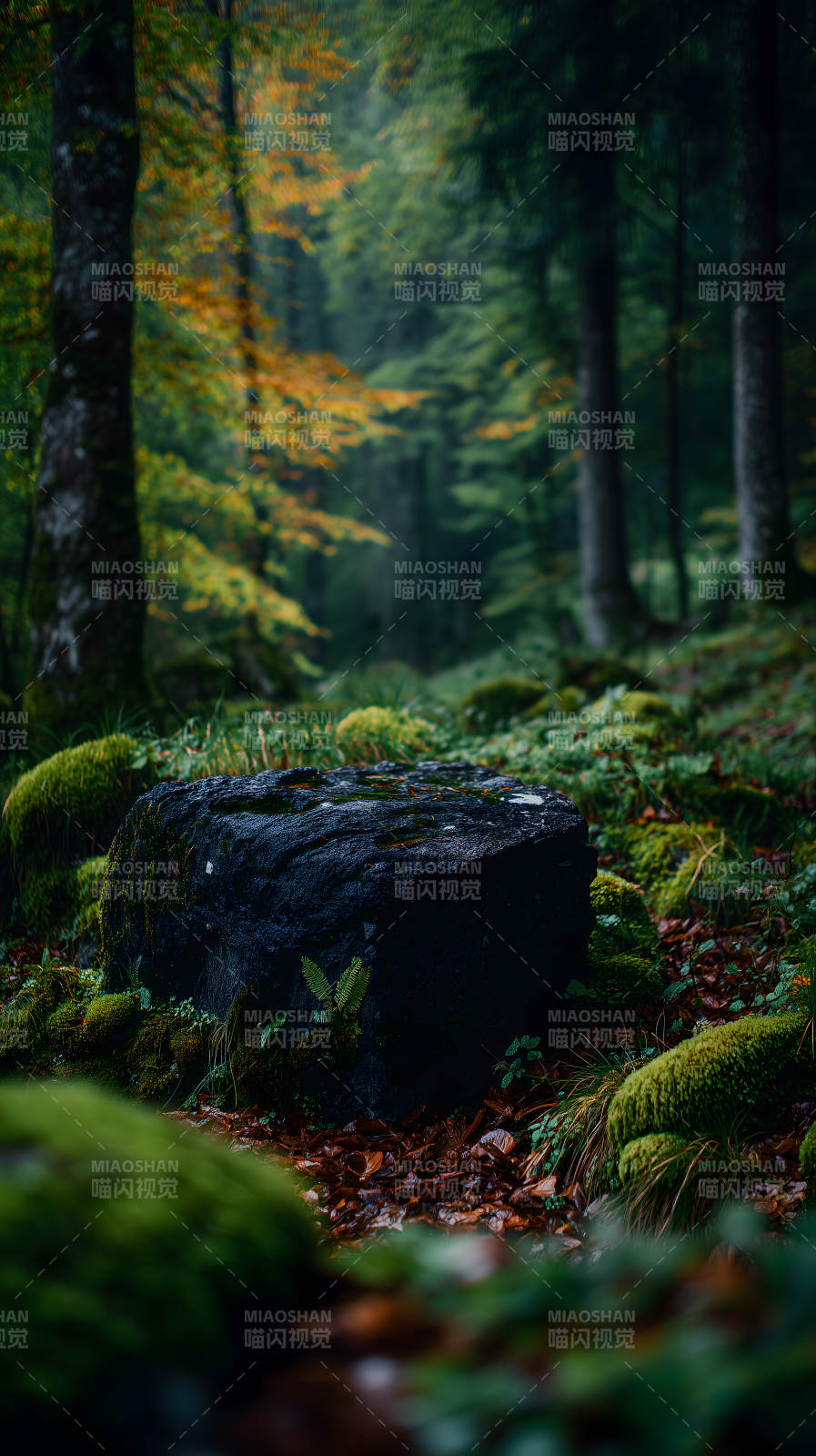 幽静森林岩石苔藓-图片