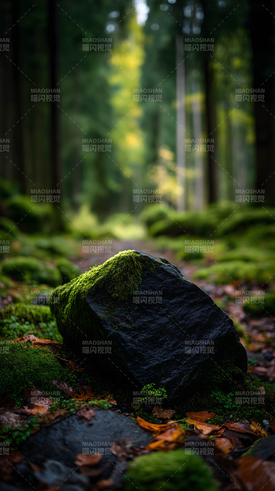 森林深处巨石苔藓-图片