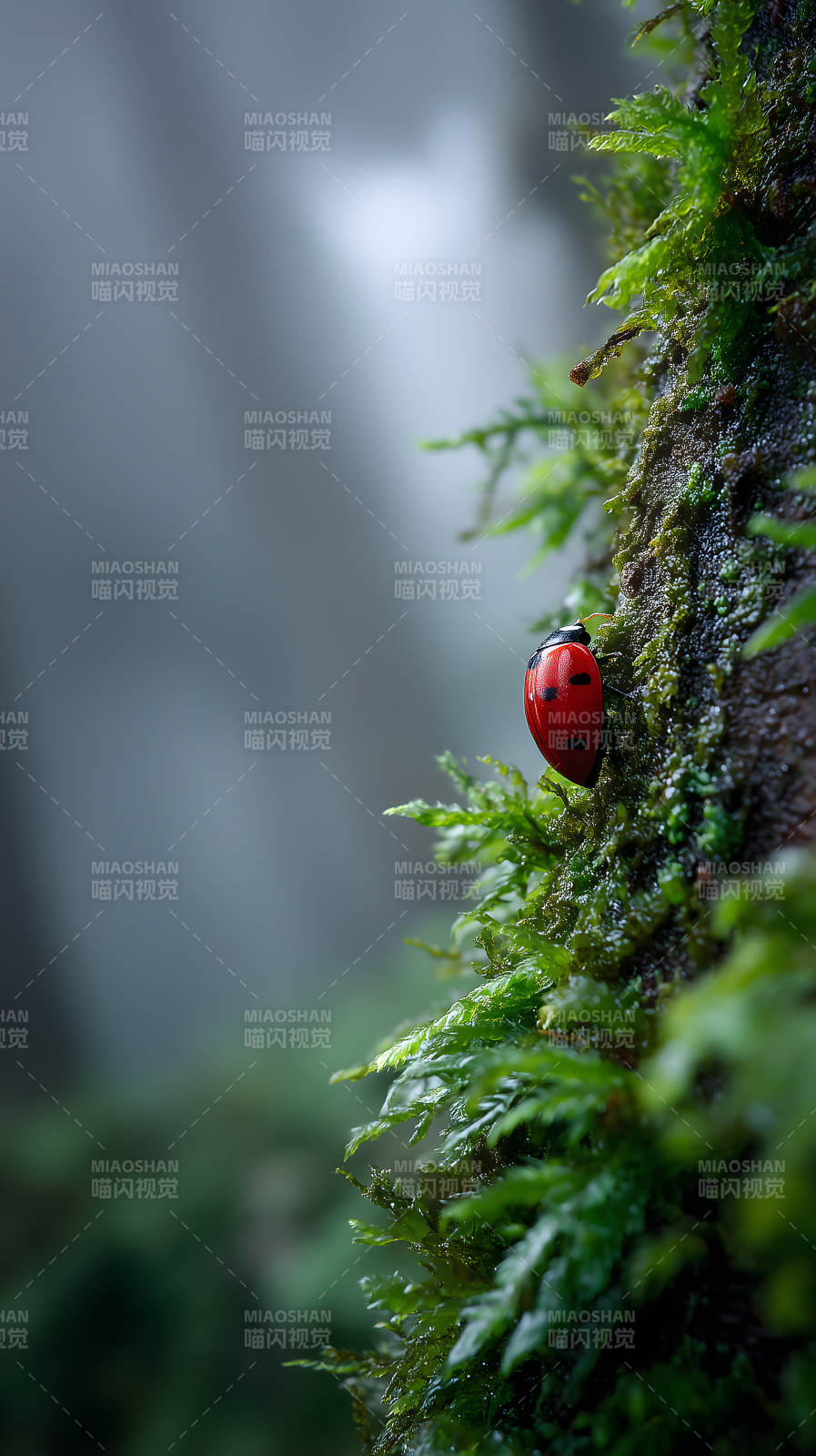 红甲虫栖息苔藓-图片