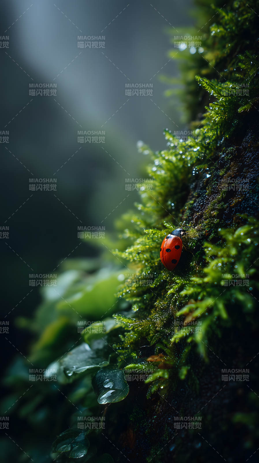 翠绿苔藓上的瓢虫-图片