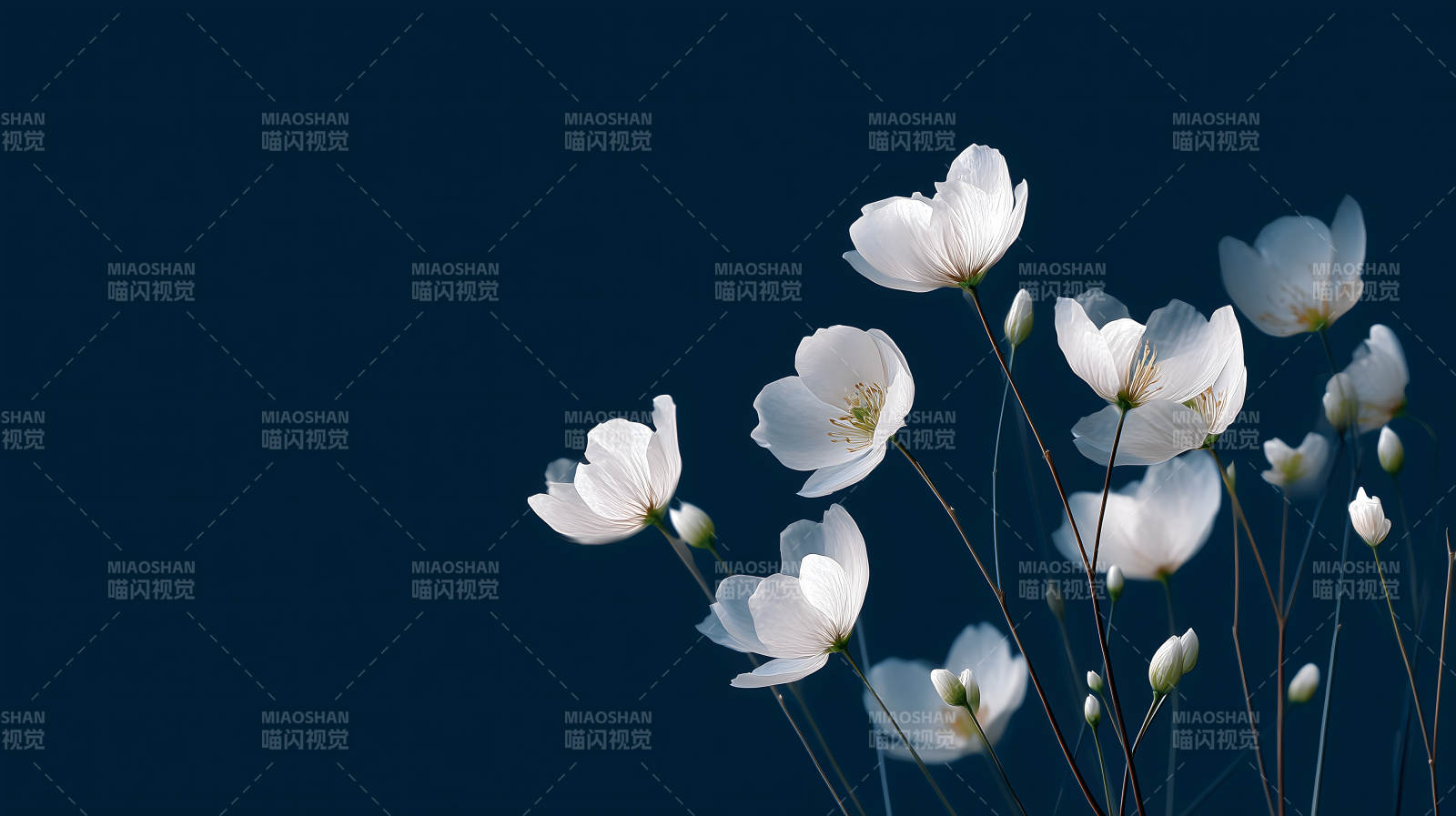 白花盛开深蓝背景-图片