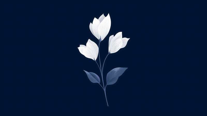 优雅白花深蓝背景-图片