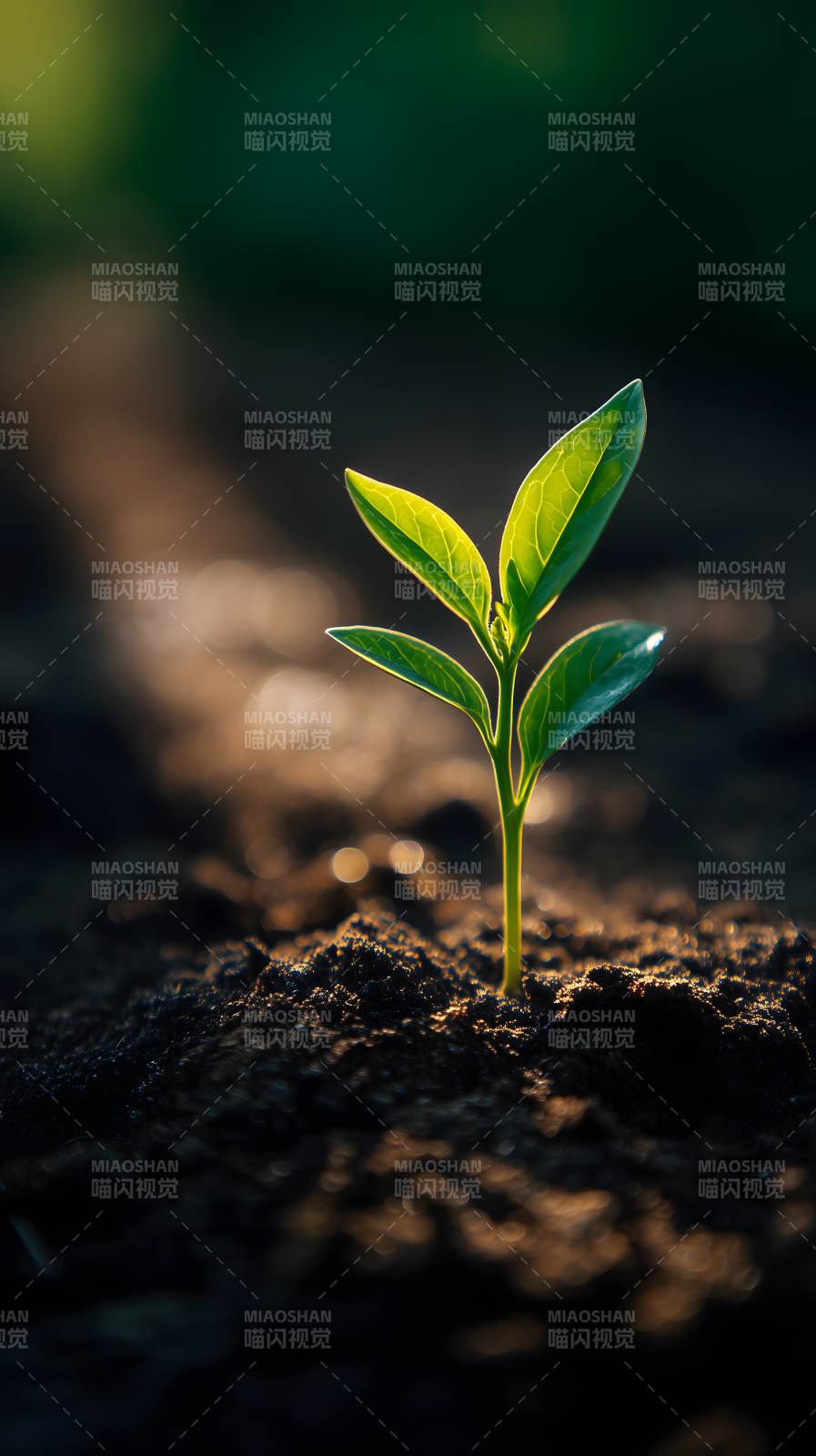 嫩芽破土而出生机勃勃-图片