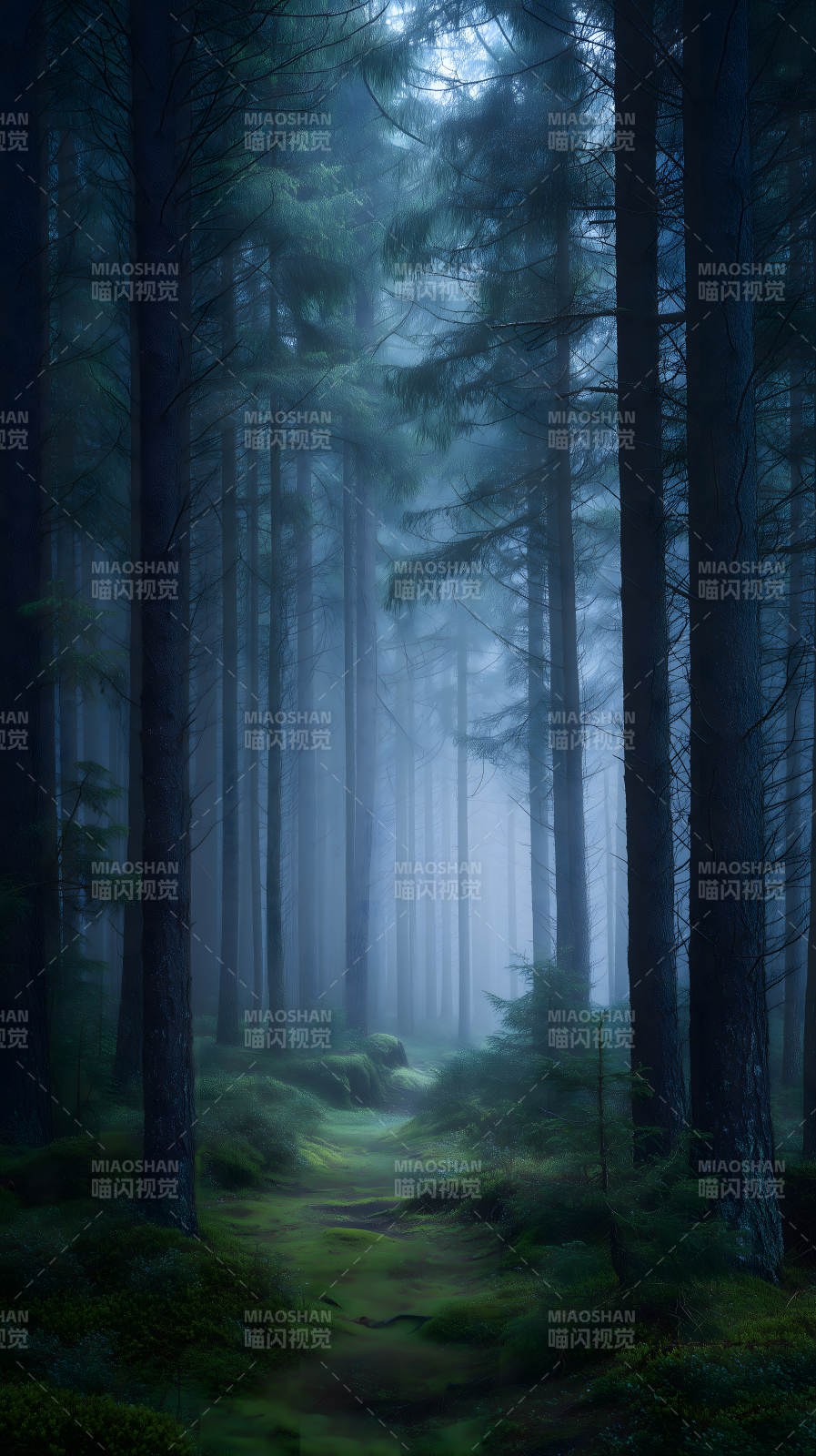 幽暗森林迷雾笼罩-图片