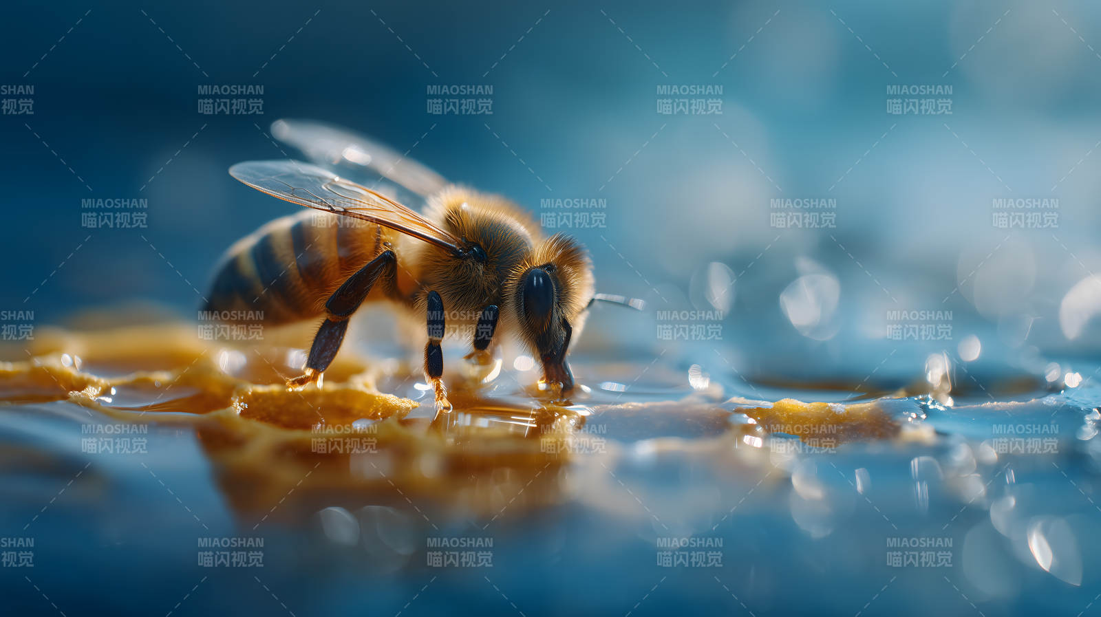 蜜蜂采蜜特写画面-图片