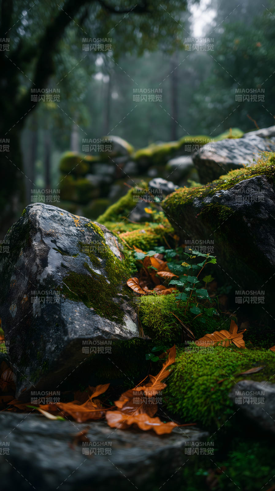 石头与森林的浪漫-图片