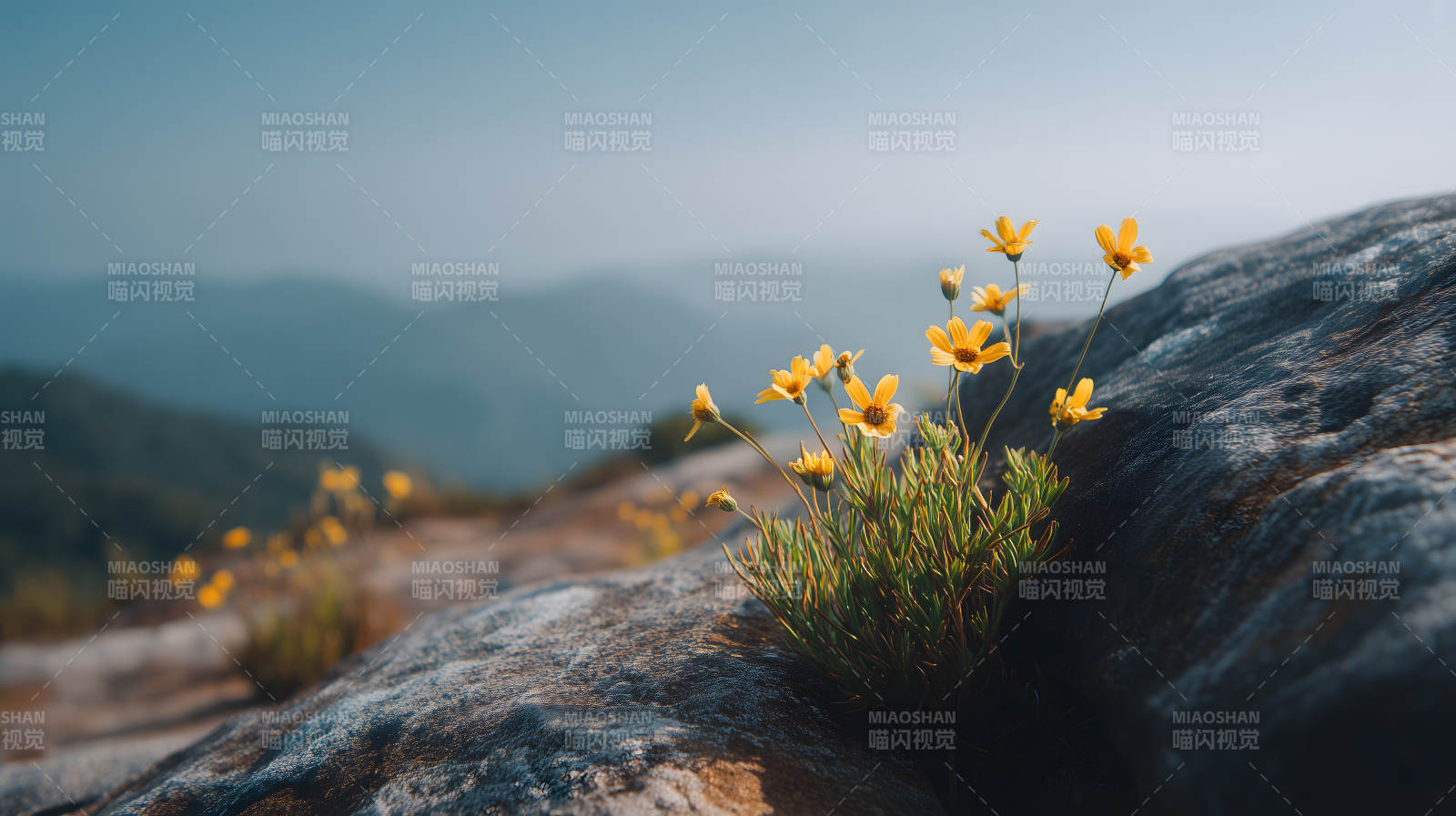 山間小花綻放光芒-圖片