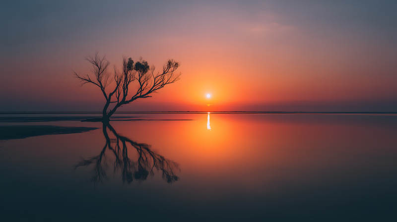 夕阳下的孤树倒影-图片