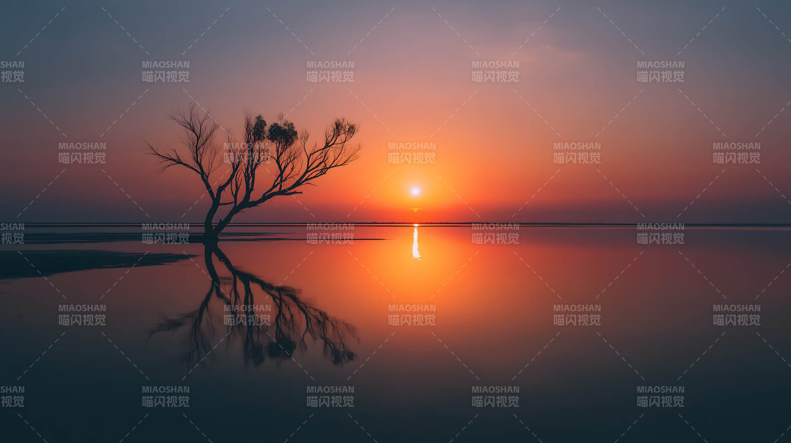 夕阳下的孤树倒影-图片