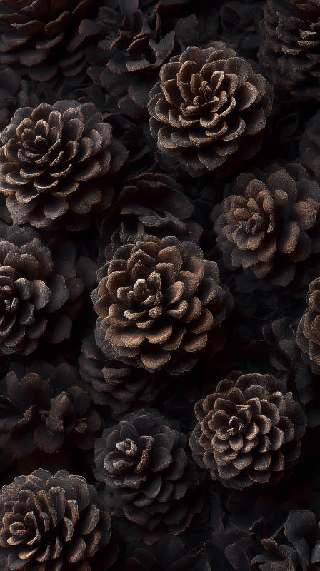 黑色花朵的艺术氛围-图片