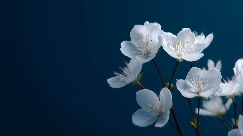 纯洁花朵绽放-图片