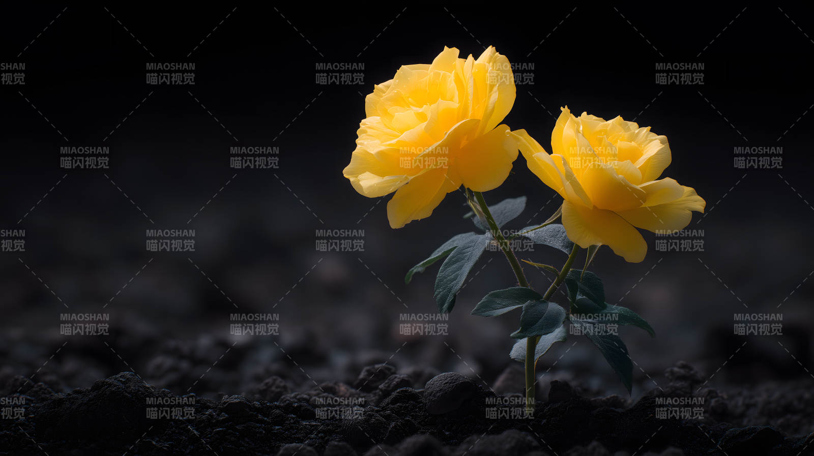黄玫瑰盛开于黑暗-图片