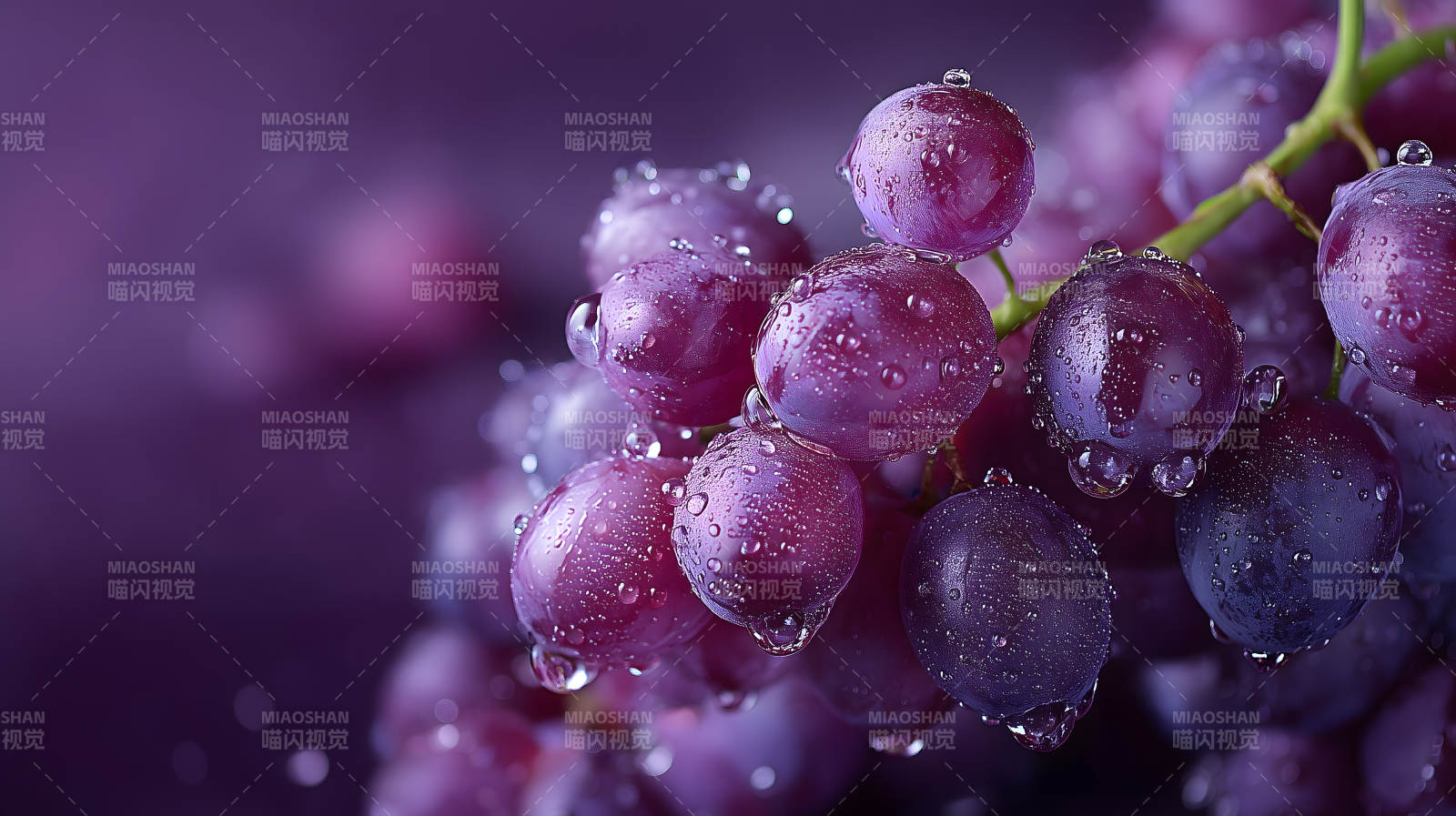 紫葡萄特写水珠晶莹剔透-图片