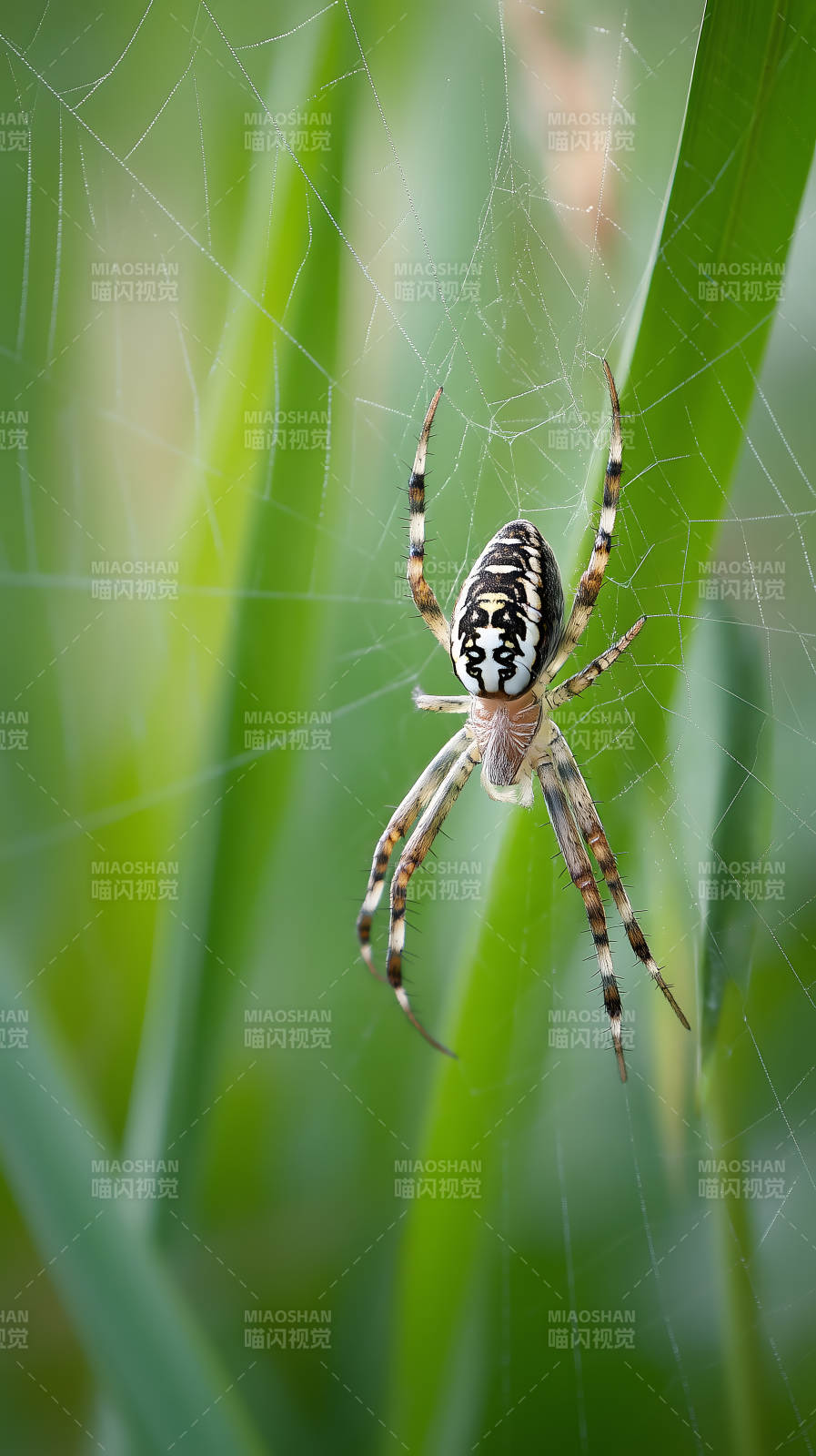 蜘蛛織網(wǎng)細(xì)節(jié)特寫-圖片