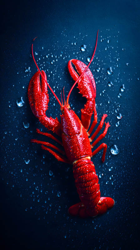 鮮紅龍蝦水珠點(diǎn)綴-圖片