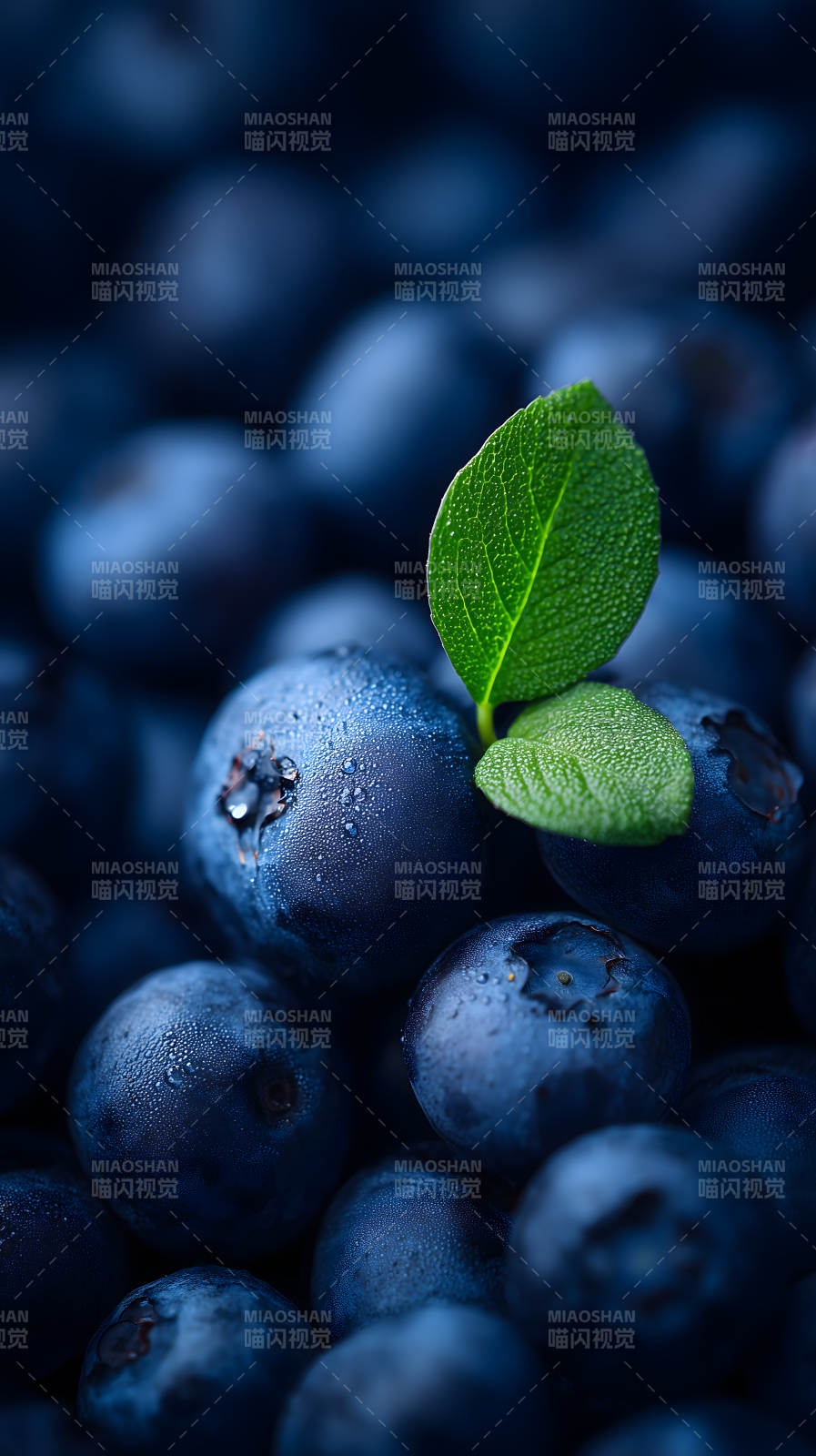 藍莓與綠葉特寫-圖片