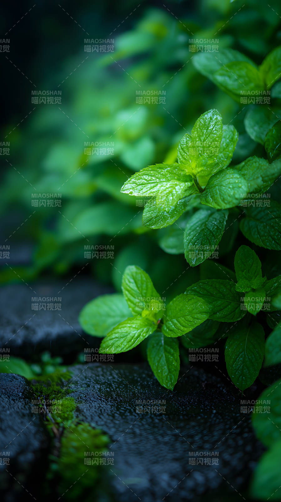 雨后薄荷清新翠绿-图片