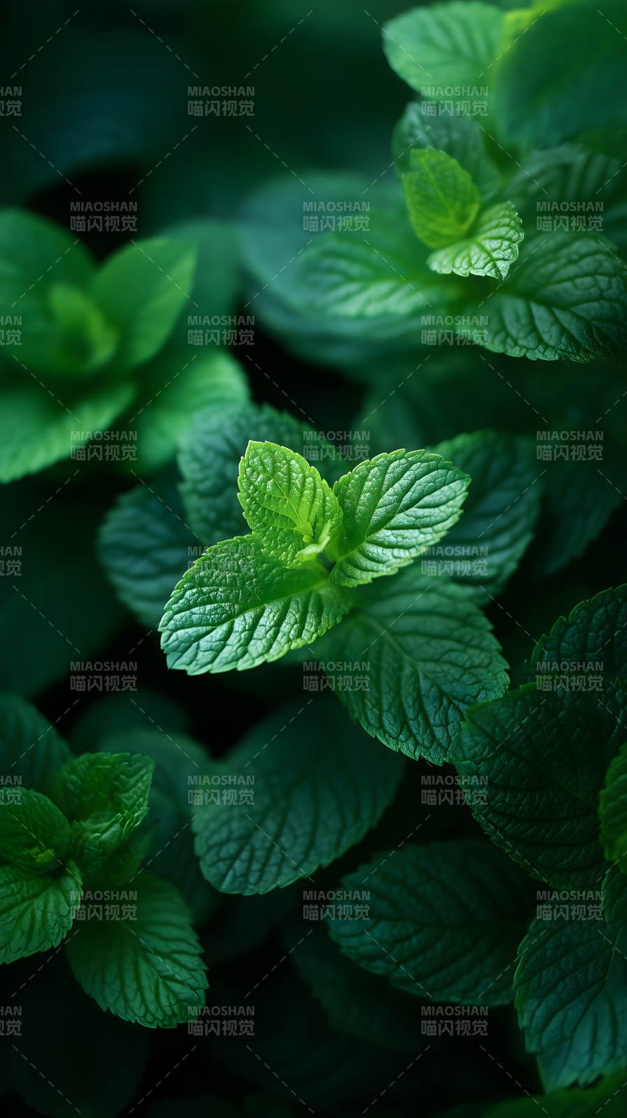 翠绿薄荷叶片特写-图片
