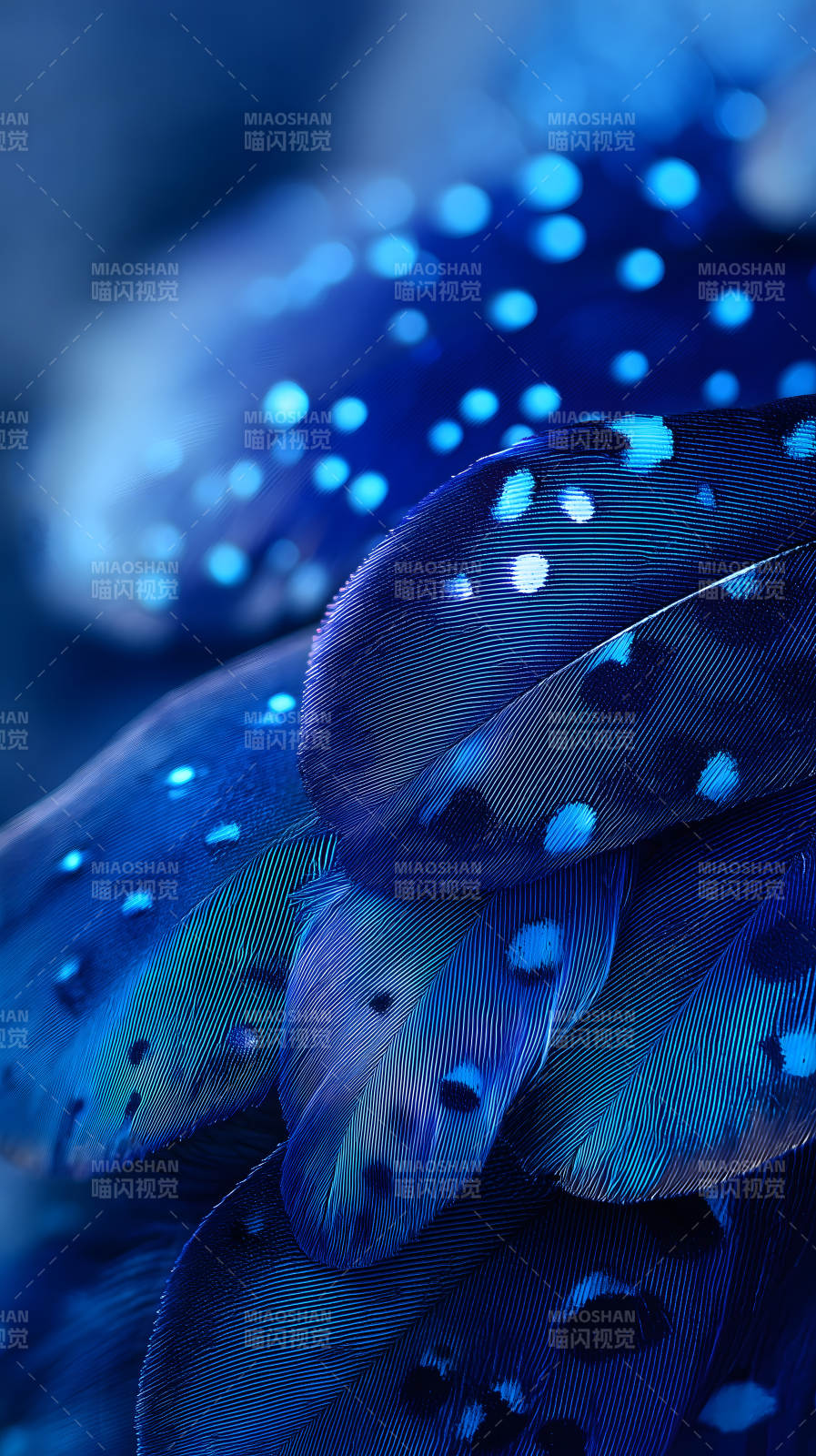 藍色羽毛特寫絢麗奪目-圖片