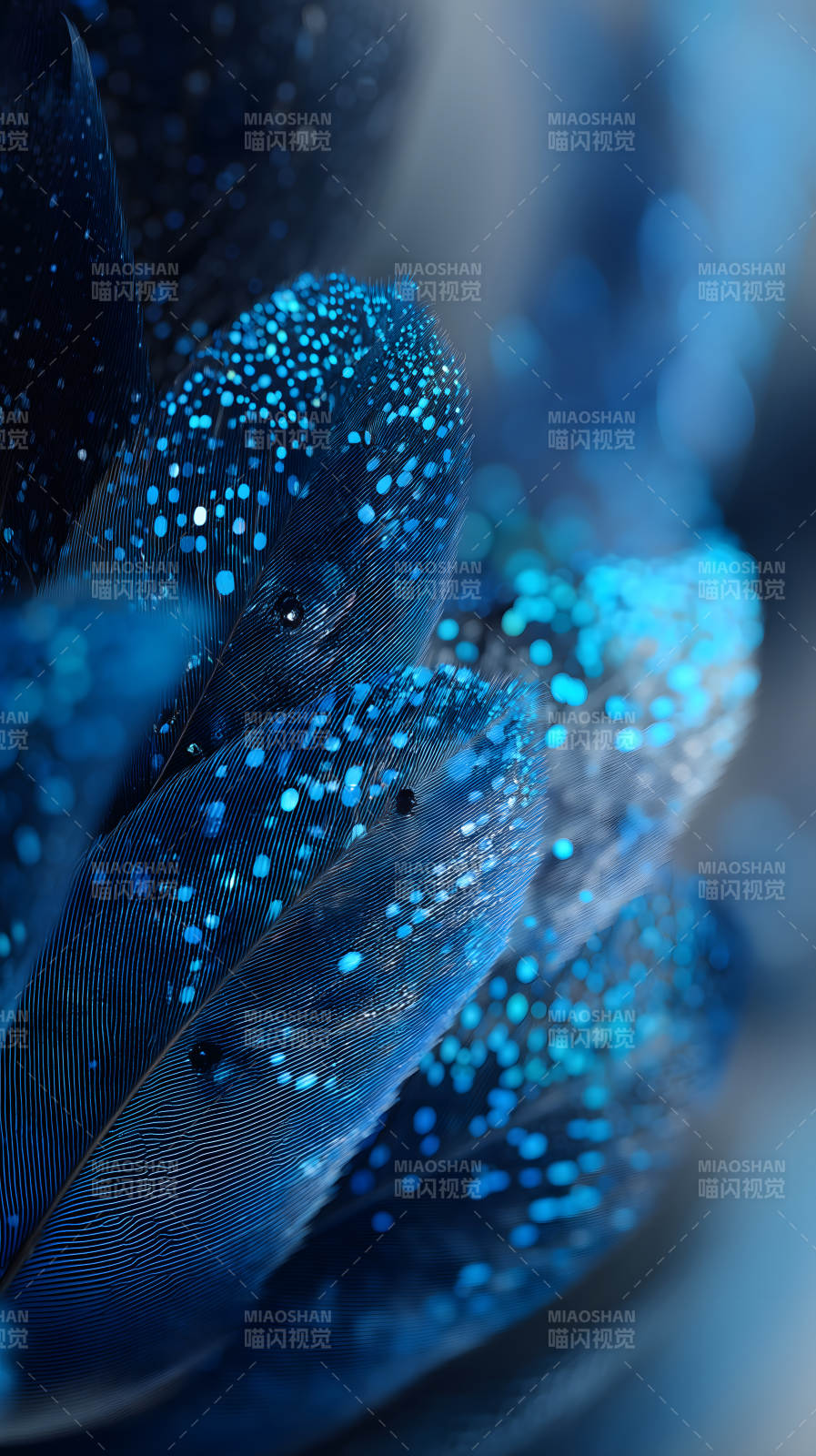 藍羽細節水珠晶瑩剔透-圖片