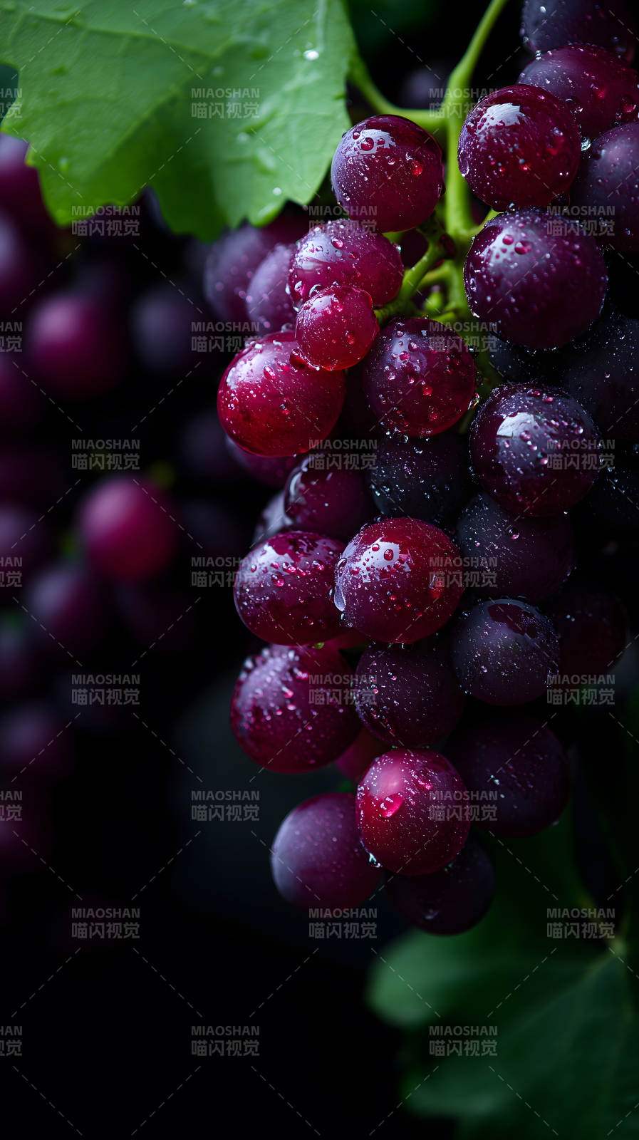 紫葡萄水珠晶莹剔透-图片
