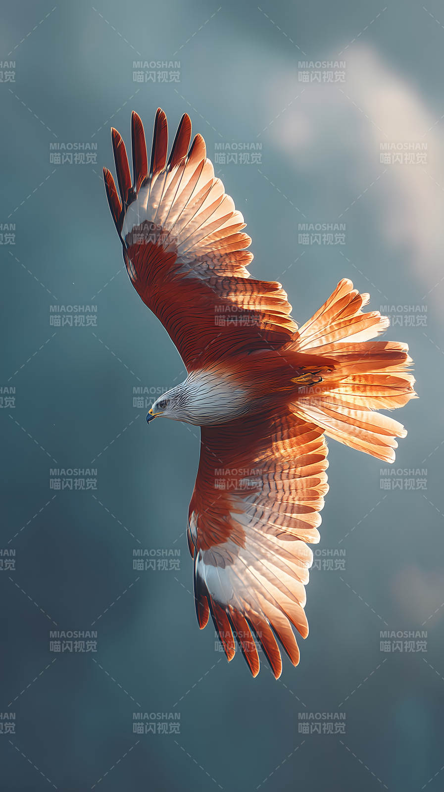 翱翔的紅鷹掠過天空-圖片