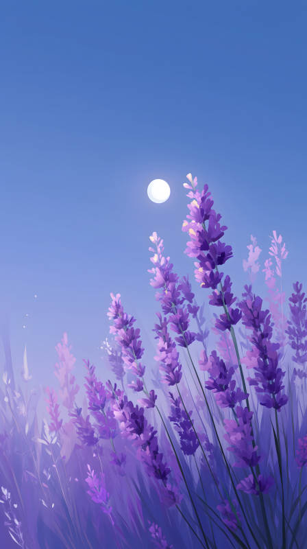 薰衣草夜色寧靜唯美-圖片