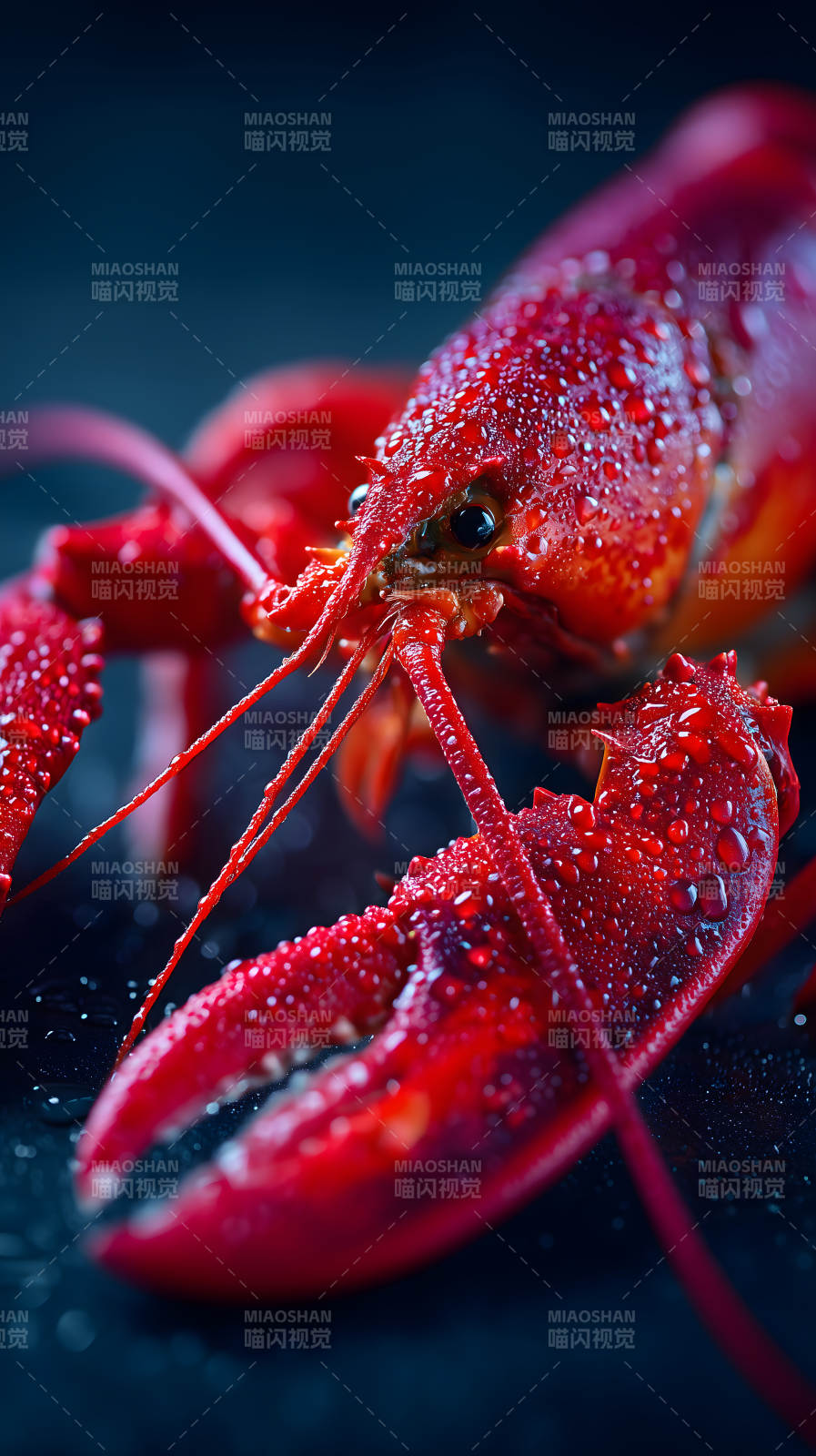 紅蝦特寫水珠晶瑩剔透-圖片