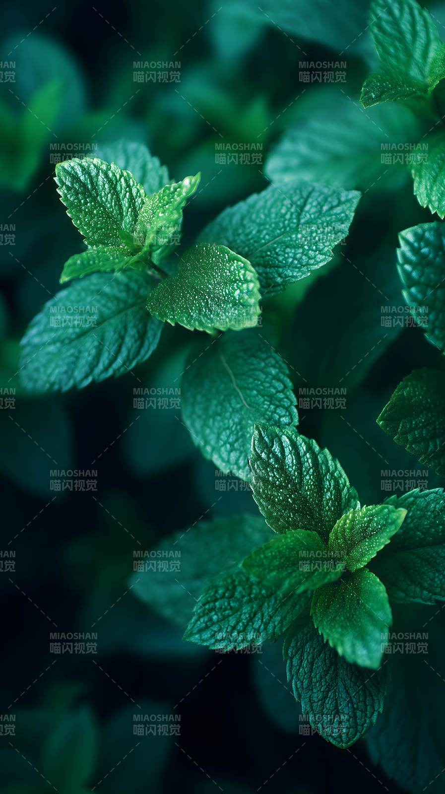 绿叶特写清新自然-图片