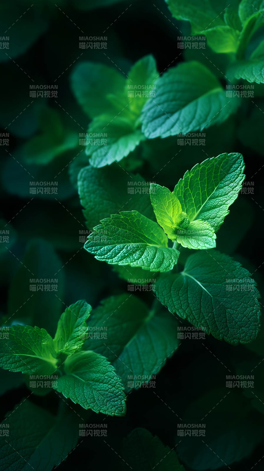 翠绿薄荷特写细节-图片