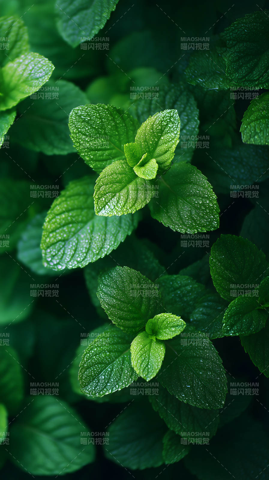 清新薄荷翠绿欲滴-图片