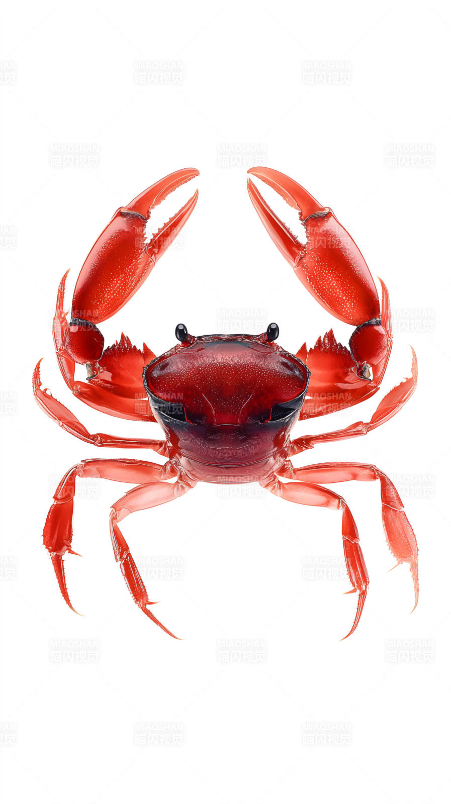 紅色螃蟹特寫-圖片
