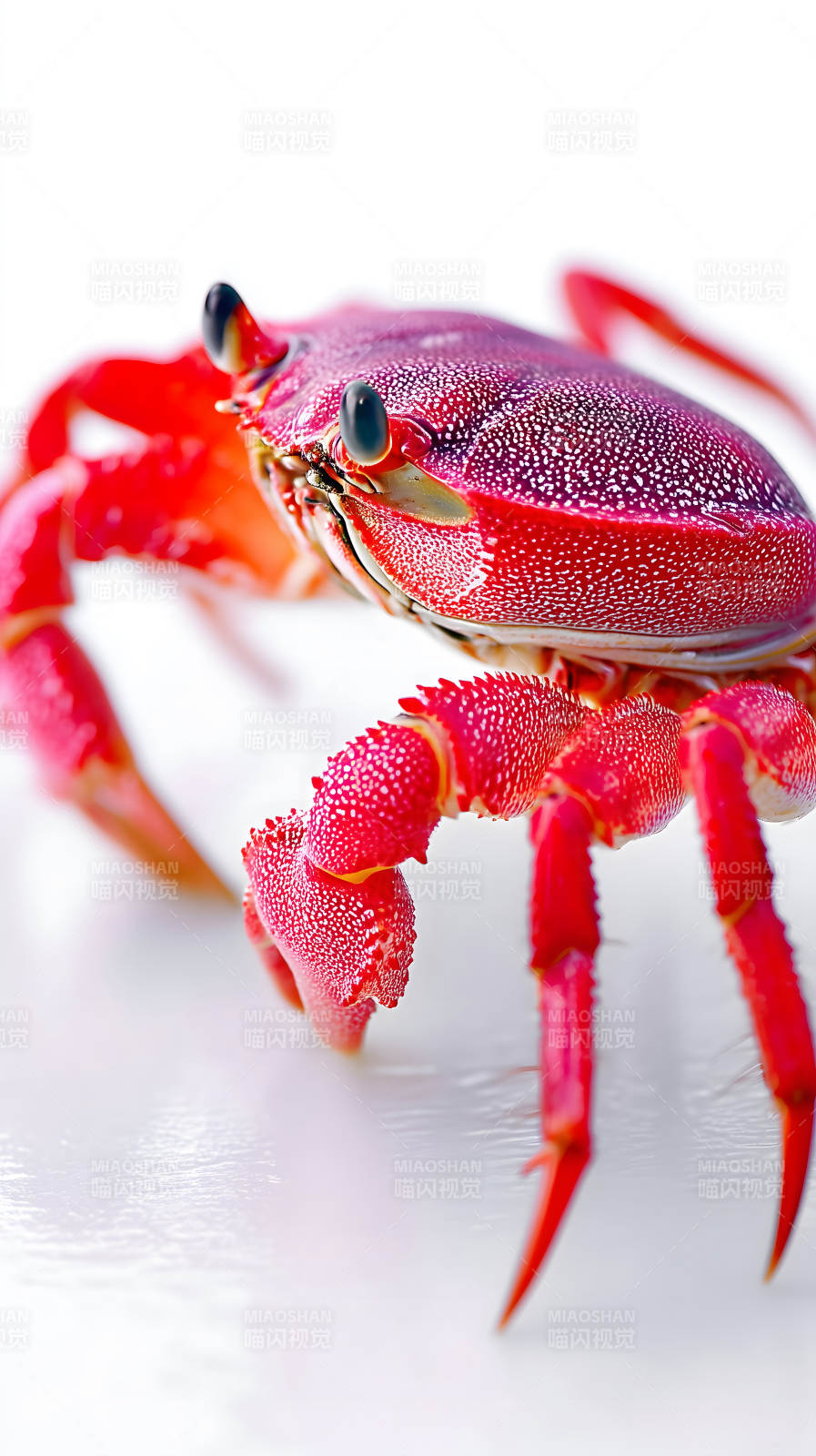 艳丽红蟹特写镜头-图片